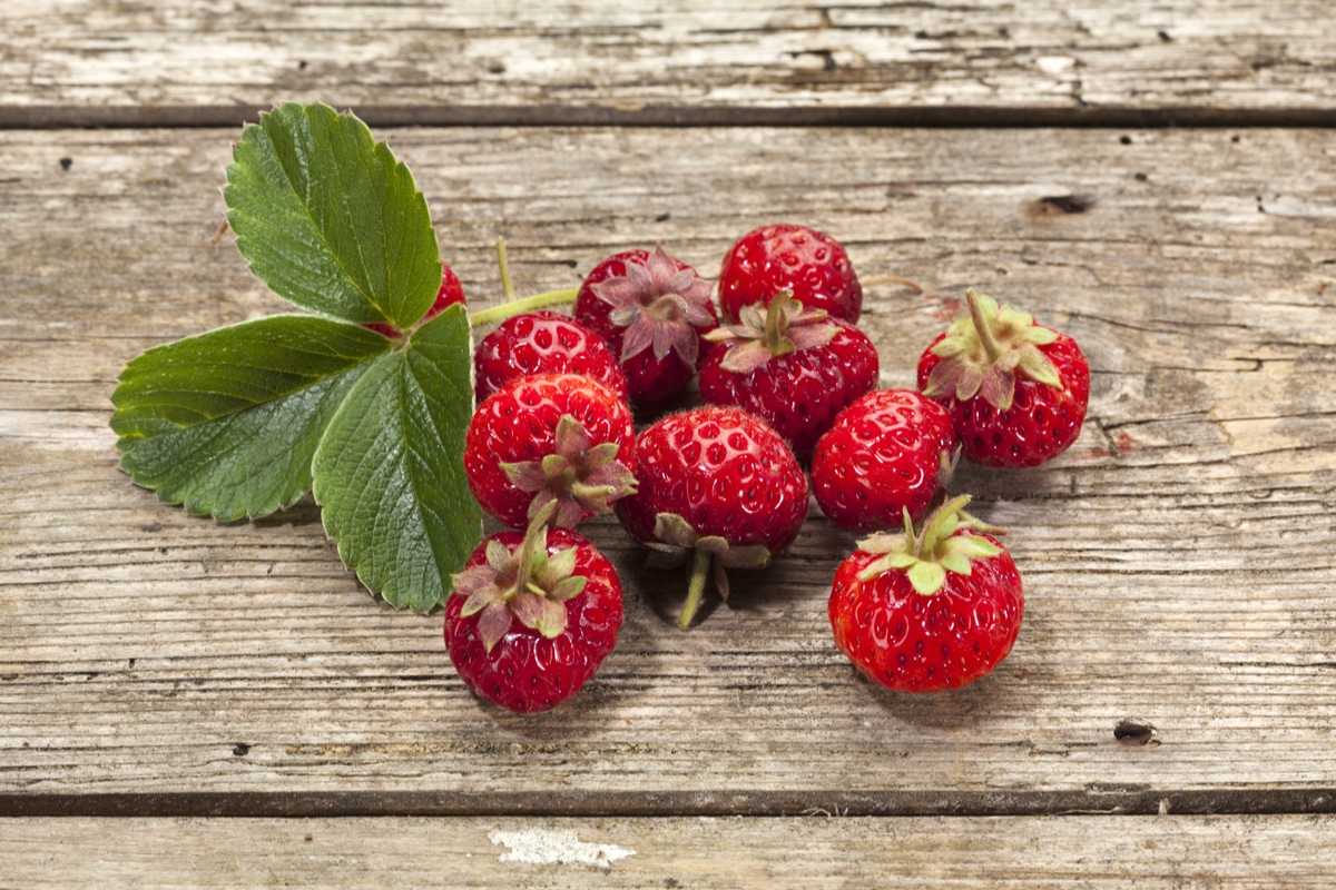 Lire la suite à propos de l’article fraise et framboise, culture en pleine terre ou en pot