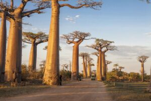 Baobab trees line the road as they tower over people passing by