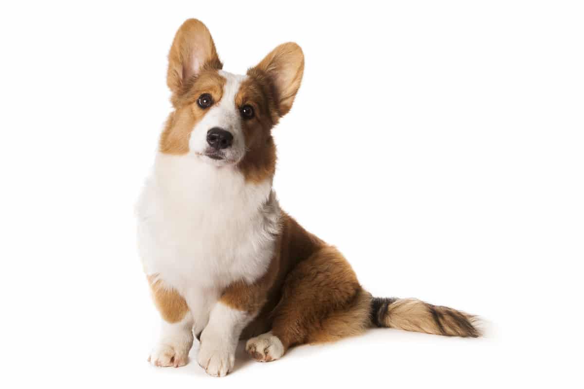 You are currently viewing Cardigan Welsh Corgi – look, soin et caractère