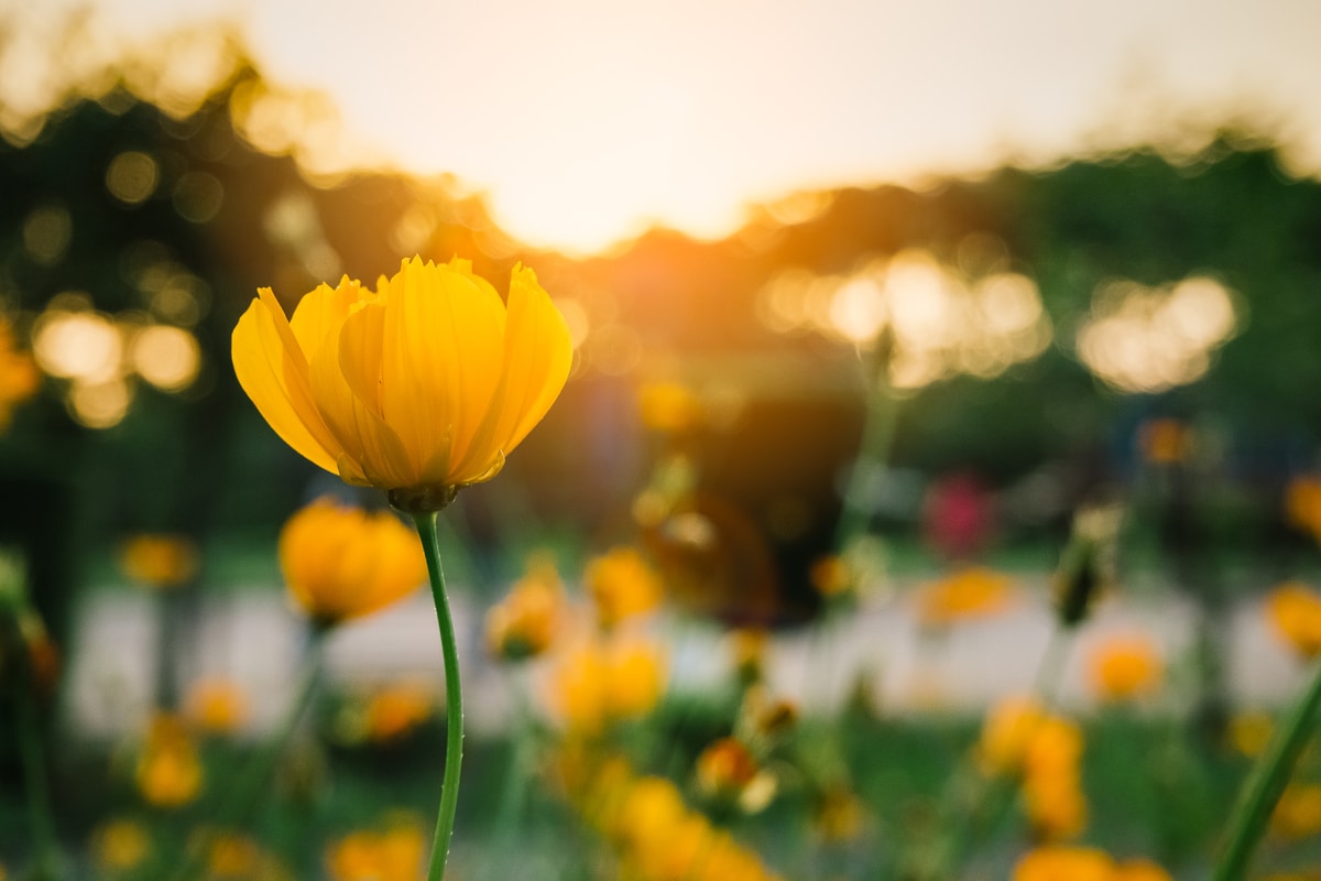 Fleurs jaunes, les plus belles pour éclairer le jardin et le balcon