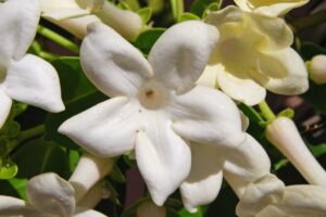 Stephanotis ou jasmin de Madagascar: soins et culture