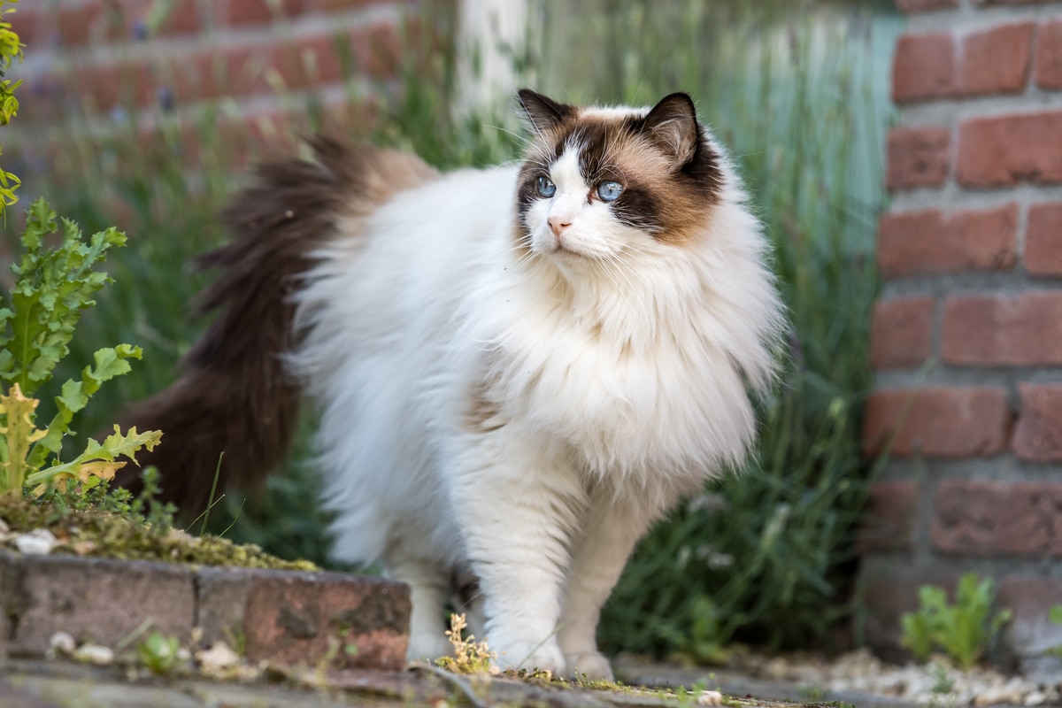apparence, caractère, éducation de ce chat