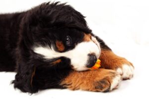 apparence, caractère, éducation, prix du chiot