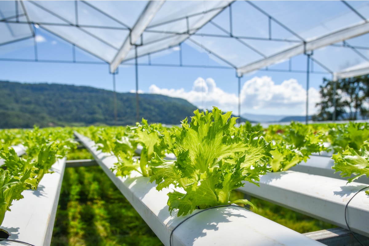 comment faire un jardin hydroponique DIY