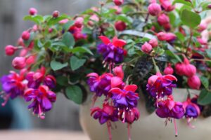 comment le cultiver et quels types de fuchsias existent