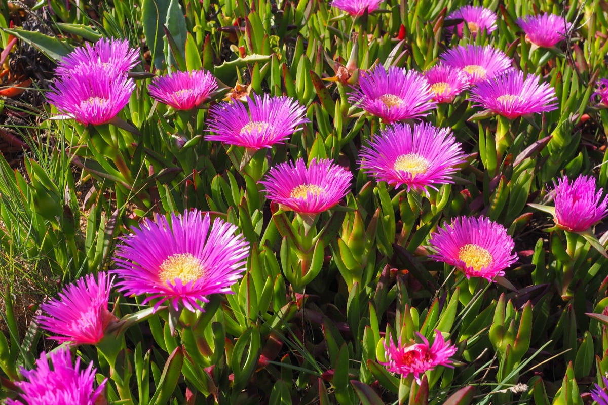 couvre-sol succulent avec une floraison extraordinaire