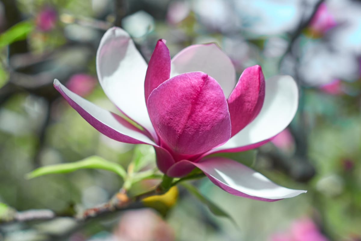 culture, floraison et entretien des différentes espèces
