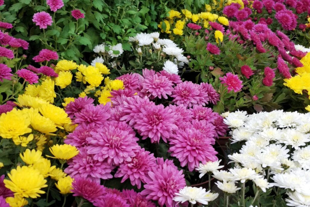 La Chrysanthème | variété de la plante, culture et entretien