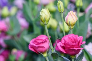 Eustoma | soin, culture et signification de cette fleur