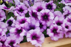 Pétunia | Caractéristiques et guide de culture