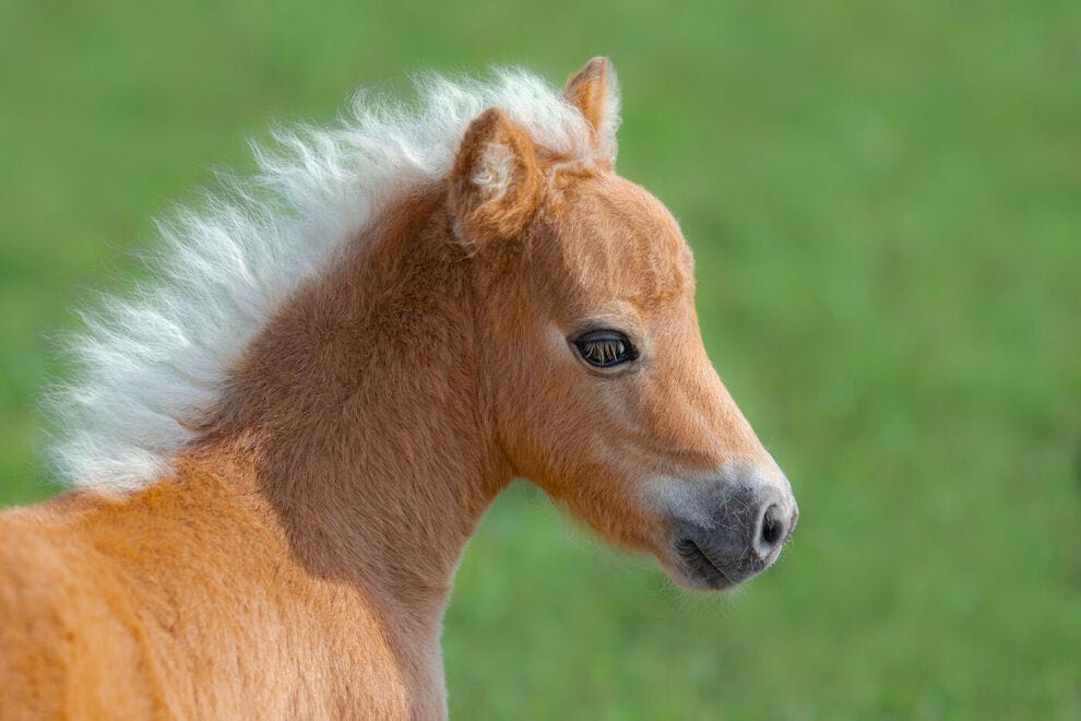 Mini cheval mignon