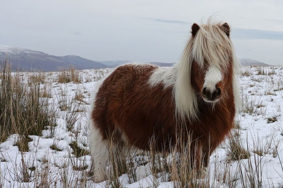 Poney Shetland dans la neige