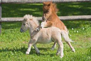 Falabella horses playing