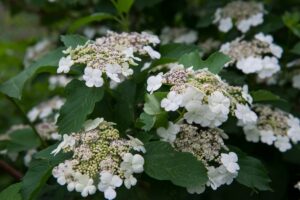 caractéristiques de la plante et culture