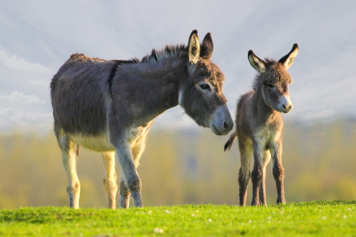 Âne, mulet et bardotto: comment reconnaître les différences?