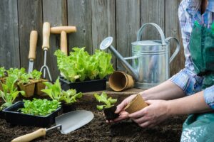 Comment faire pousser de la salade à la maison: les 3 techniques principales
