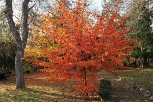 Découvrons le Parrotia persica au feuillage rouge vif et jaune