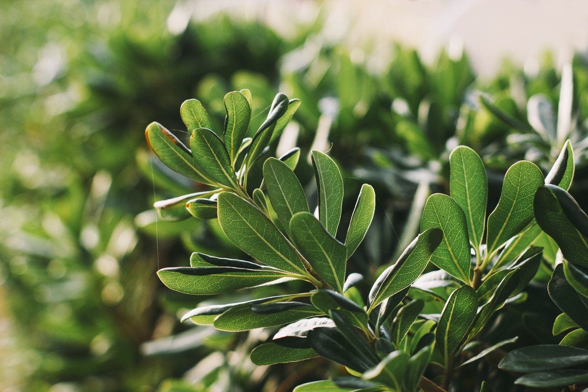 Lire la suite à propos de l’article comment la cultiver, les espèces et les choses à savoir sur cette plante