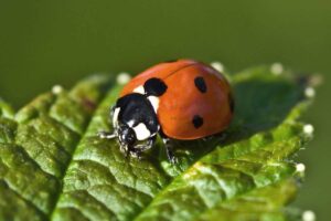 espèces, caractéristiques et curiosités de ces insectes