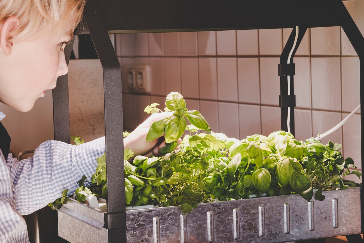 Quest Ce Que Cest Comment ça Marche Et Quelles Sont Les Plantes Les Plus Appropriées 