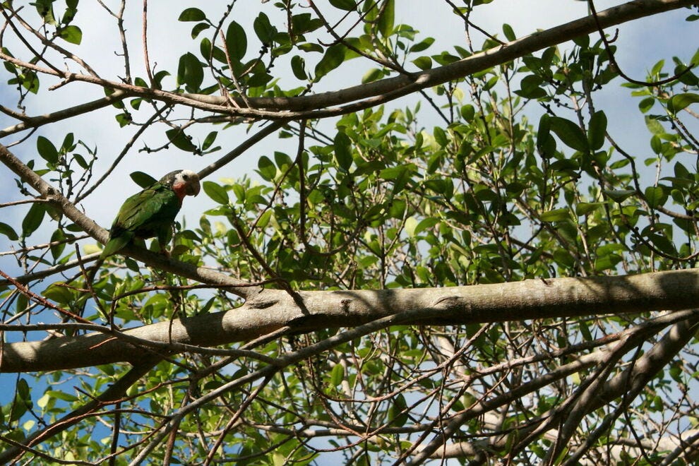Les Bahamas ont créé le parc national Abaco pour protéger le rare perroquet Abaco