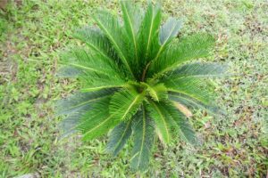 caractéristiques et conseils pour la culture