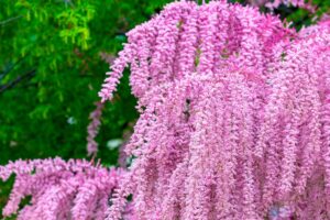 un arbuste aux fleurs suggestives et très adaptables