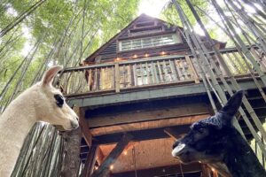 Guests of the Atlanta Alpaca Treehouse get to spend time with llamas and alpacas