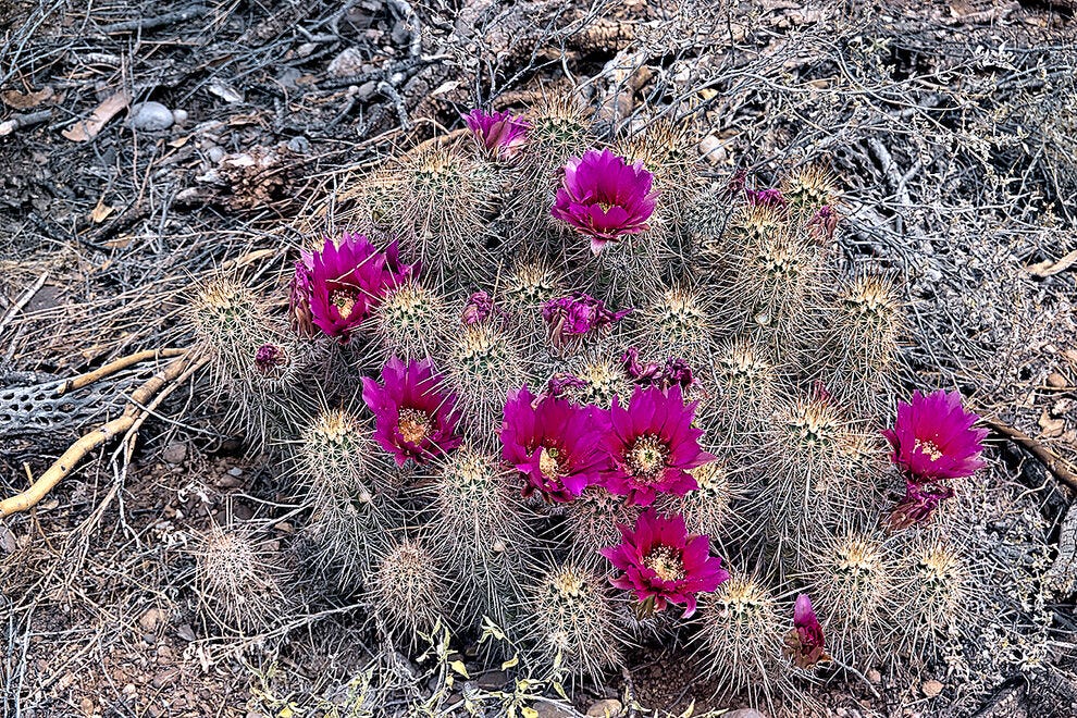 Cactus hérisson en fleurs