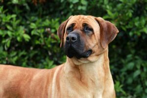 Bullmastiff - caractère, éducation et apparence