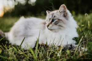 Chat sacré de Birmanie : caractère, éducation et prix