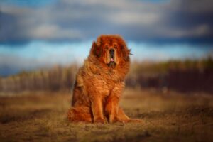 Dogue du Tibet: caractère, apparence et éducation