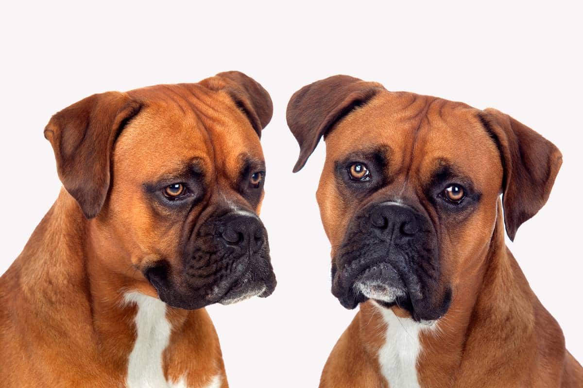 You are currently viewing Boxer Chien : caractère, éducation et apparence
