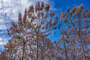 Tout sur le paulownia, l'arbre qui combat le smog