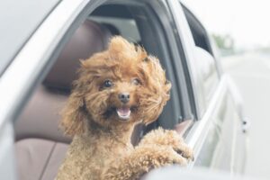 Hit the road with your four-legged pals