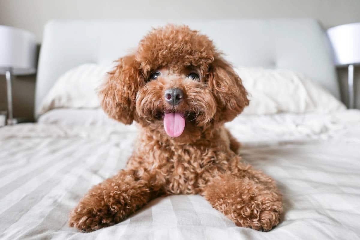 You are currently viewing Caniche ou caniche toy caractère et origine