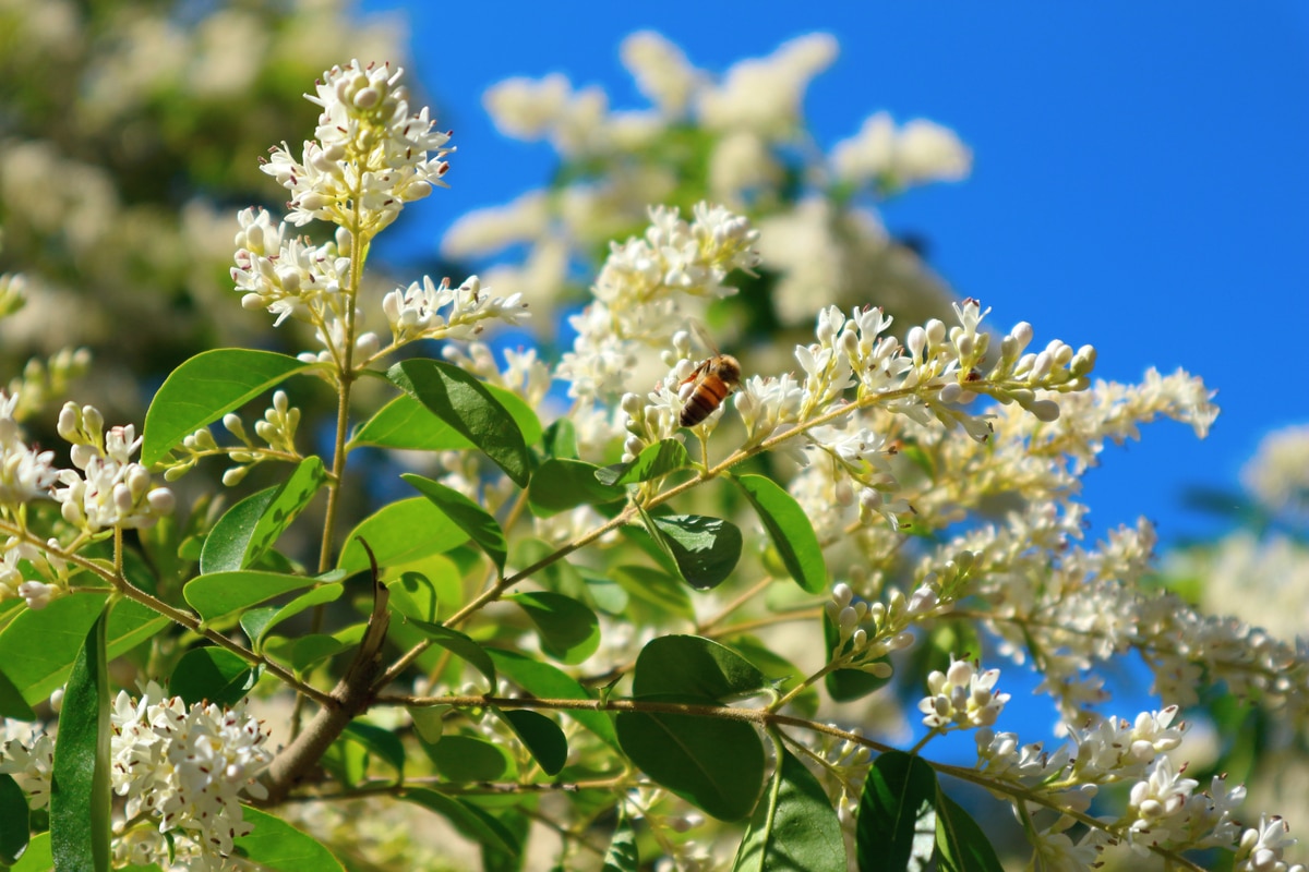 une plante pour la haie qui demande peu de soins