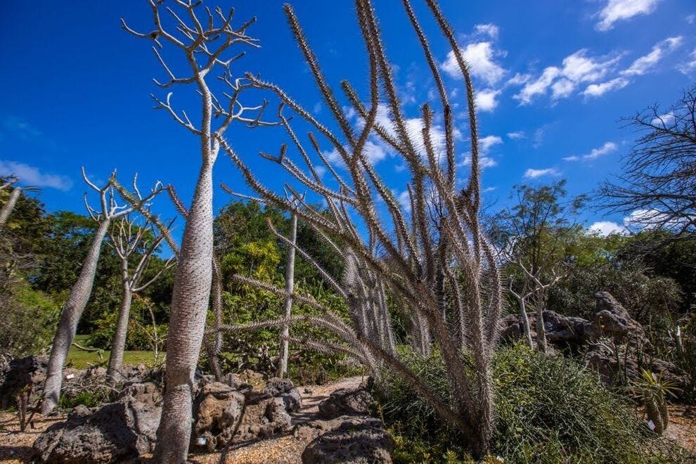 Fairchild Tropical Botanic Garden - Forêt épineuse de Lin Lougheed de Madagascar