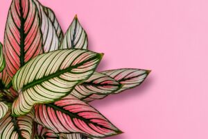 Calathea, la plante tropicale qui assainit l'air : guide de culture