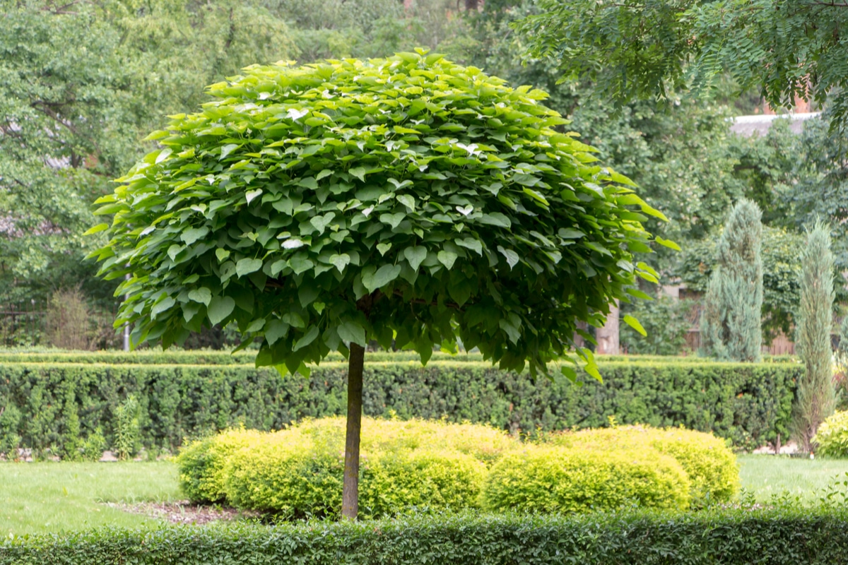 Tout sur Catambra : la plante anti-moustique brevetée