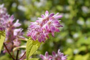 Tout sur Deutzia : caractéristiques, entretien et culture