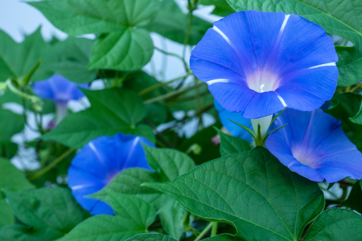 une plante grimpante à la floraison caractéristique