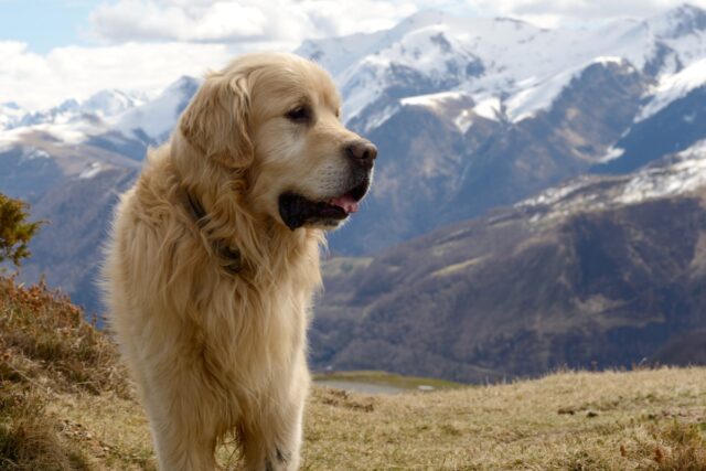 Chien de montagne des Pyrénées: caractère, éducation et apparence 