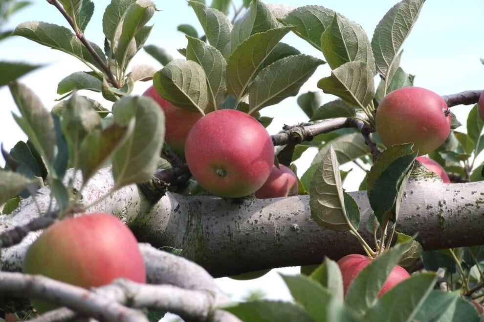 Cueillez vos propres pommes dans ces vergers de pommiers bien-aimés