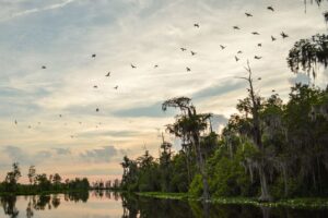 Ibis are a common sight across Okefenokee Swamp