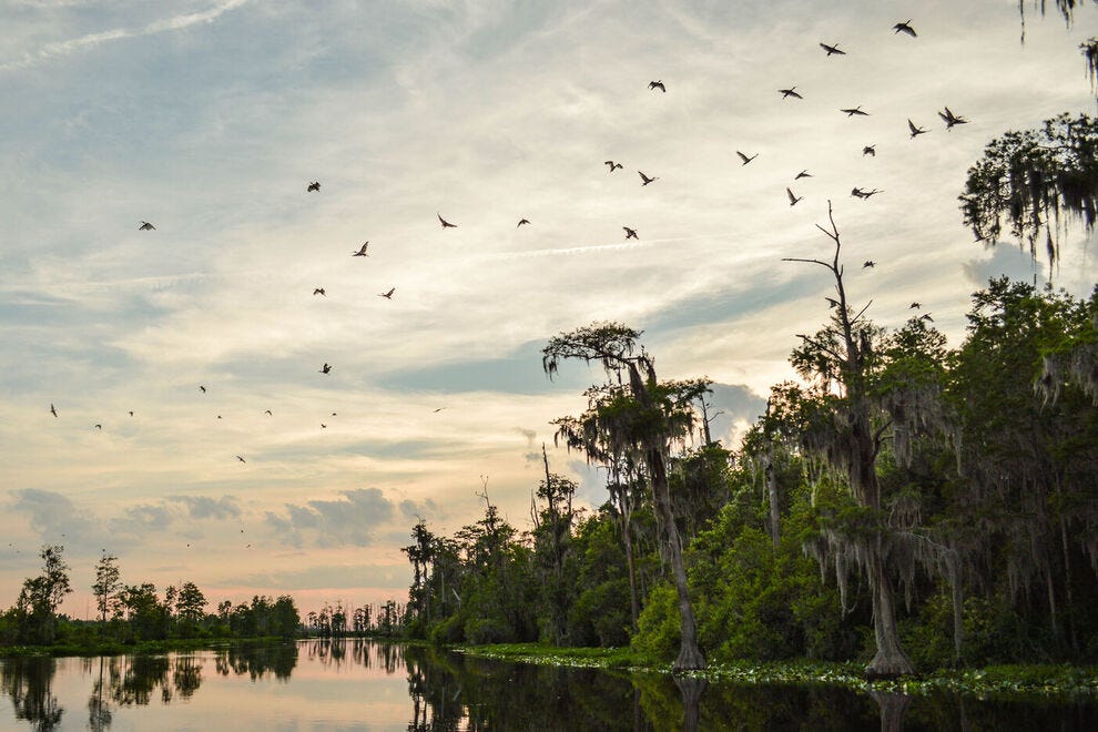 Ibis sont une vue commune à travers Okefenokee Swamp