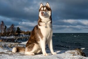 apparence caractère et élevage du chien des neiges