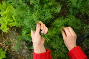 propriétés et utilisations de cette plante en cuisine