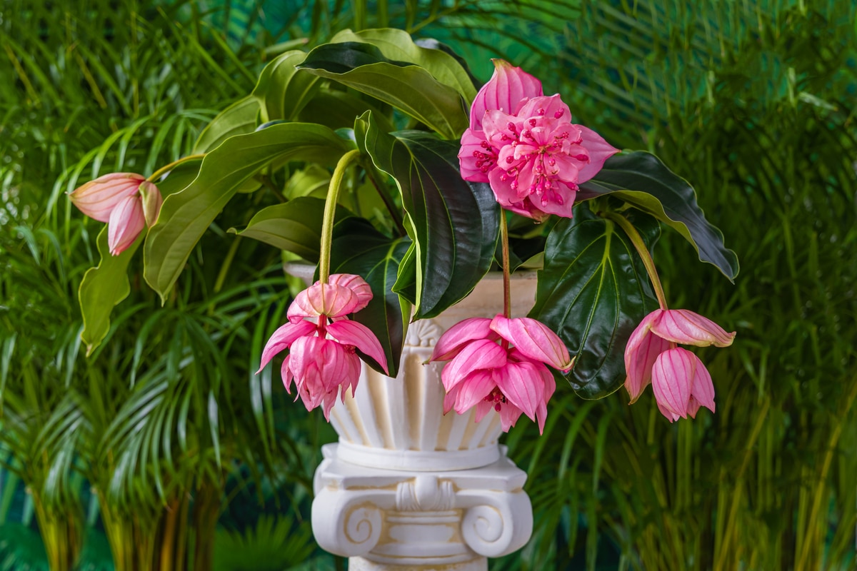 soin et culture de cette belle plante tropicale