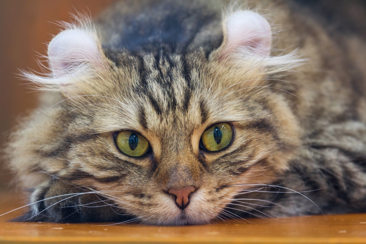 Chat américain curl : caractéristiques physiques et tempérament